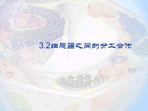 生物必修1人教版3.2细胞器之间的分工合作(共36张ppt)