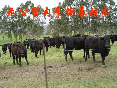 无公害肉牛饲养技术