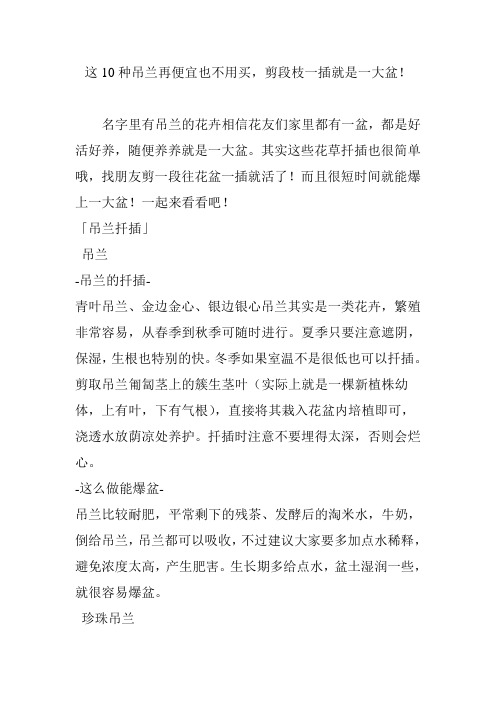 这10种吊兰再便宜也不用买,剪段枝一插就是一大盆!