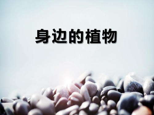 《身边的植物》身边的动植物PPT课件
