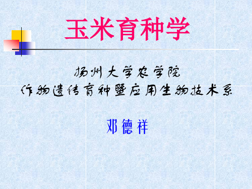 玉米雄性不育