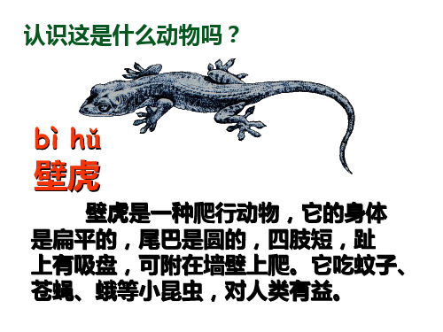 一年级下册《小壁虎借尾巴》PPT