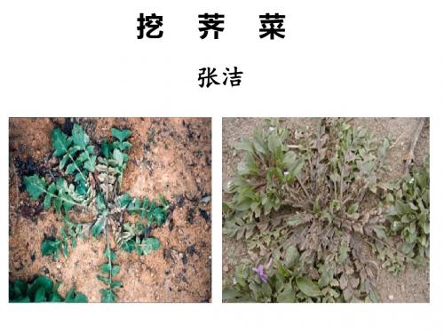 《挖荠菜》ppt课件(22页)