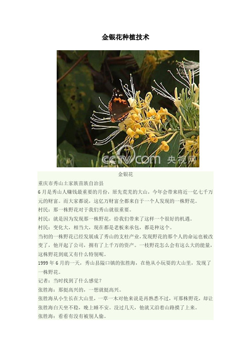 金银花种植技术