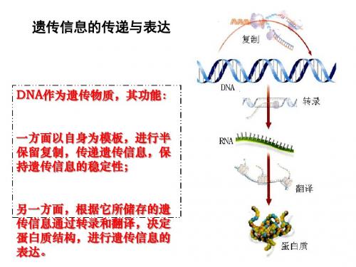 遗传信息的传递与表达ppt 苏教版