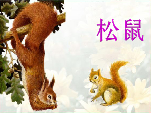 部编教材五年级上册语文《松鼠》ppt课件