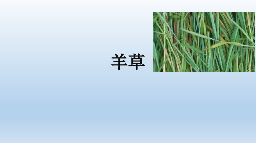 羊草(饲草学)