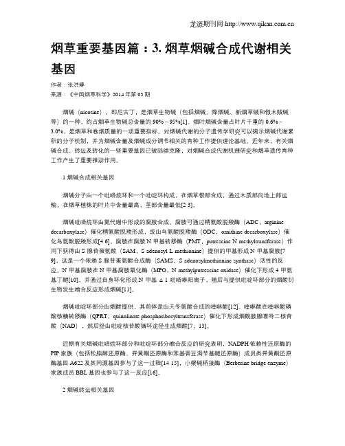烟草重要基因篇：3. 烟草烟碱合成代谢相关基因