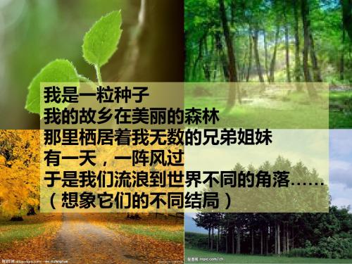 行道树PPT课件136 人教版 (共34张PPT)