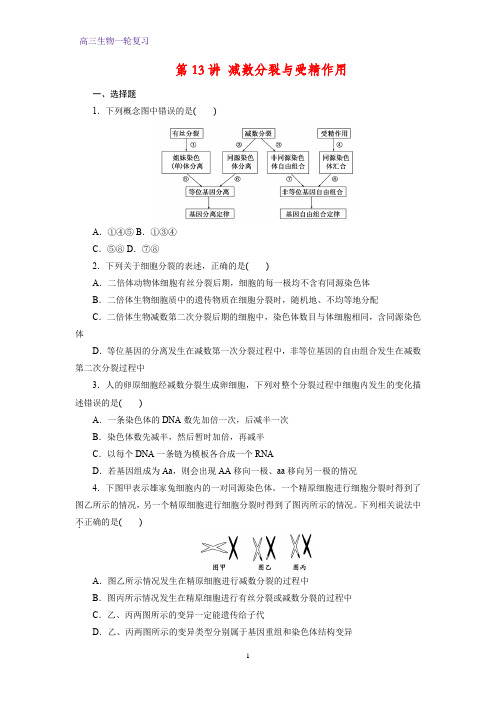 高三生物一轮复习课时作业3：第13讲 减数分裂和受精作用