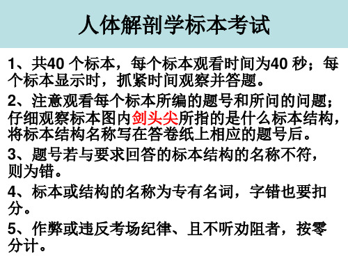 人体解剖学标本考试(答案版)2