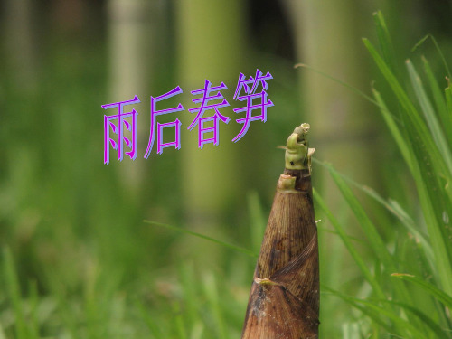 雨后春笋