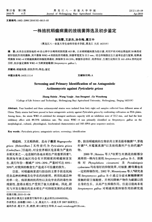 一株拮抗稻瘟病菌的放线菌筛选及初步鉴定