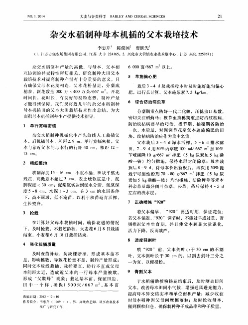 杂交水稻制种母本机插的父本栽培技术