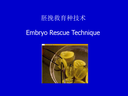 胚挽救育种技术