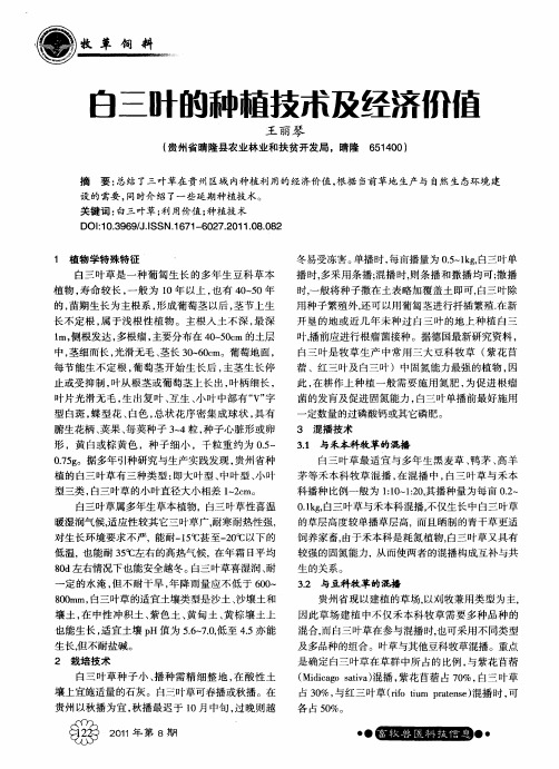 白三叶的种植技术及经济价值