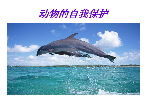 大班科学活动《动物的自我保护》说课稿