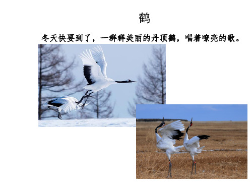 幼儿绘画教学PPT课件-蛋壳贴画
