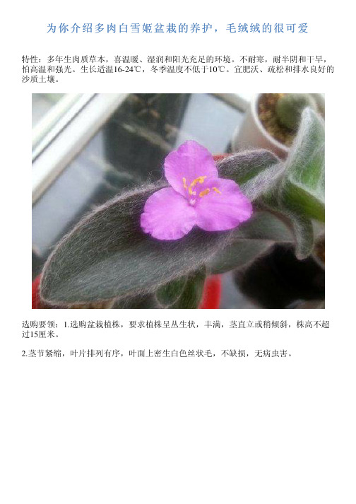 为你介绍多肉白雪姬盆栽的养护,毛绒绒的很可爱