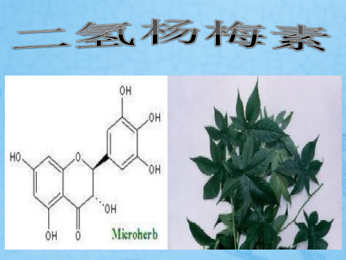 二氢杨梅素
