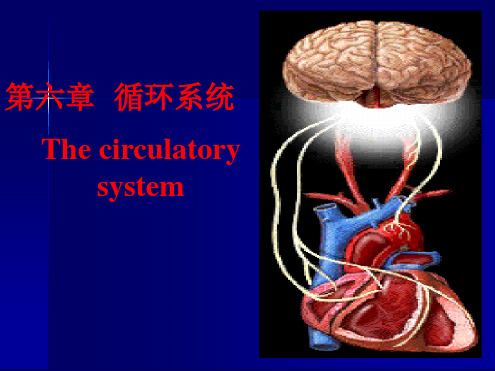 完整版人体解剖生理学  第六章循环系统