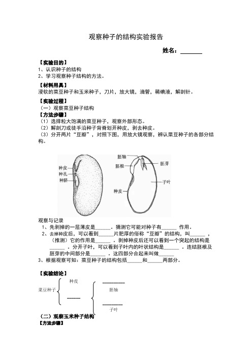 观察种子的结构实验报告111 - 副本