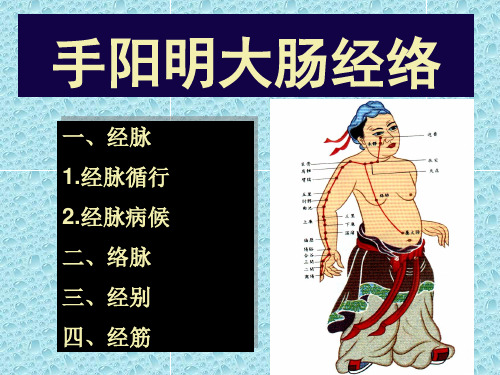 手阳明大肠经络解析
