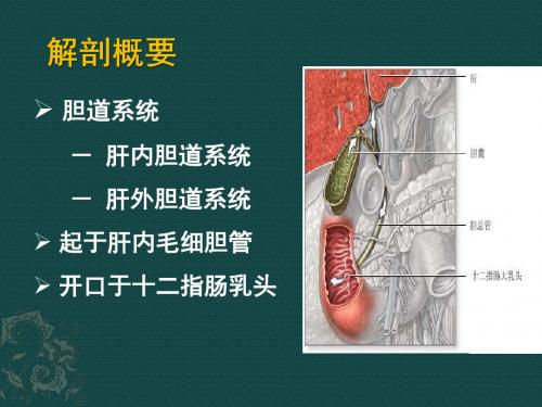 胆道系统疾病病人PPT课件