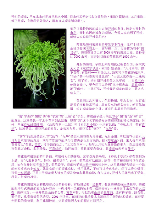 开封的菊花