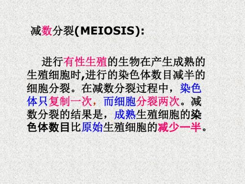 高一生物第二章《第一节减数分裂中的染色体行为》课件19(浙教版必修2)