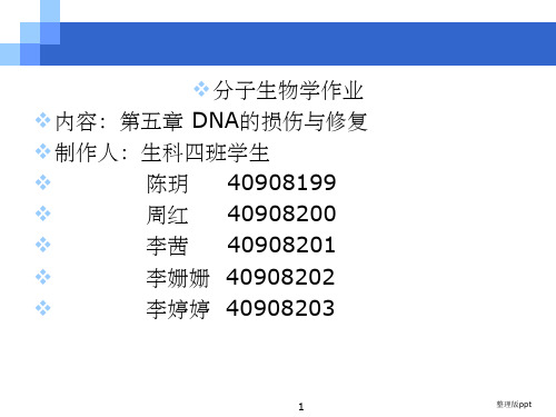 DNA的损伤与修复