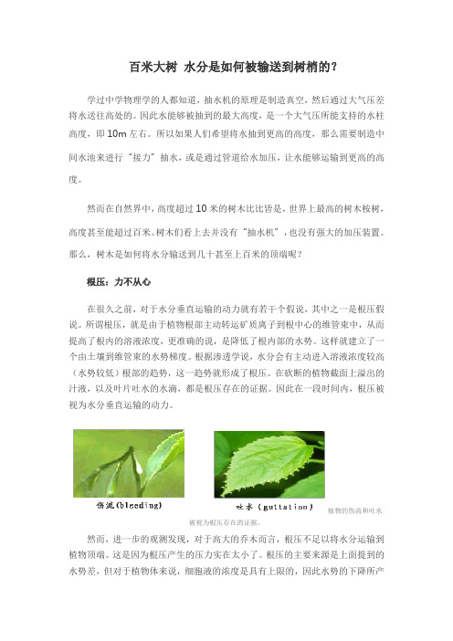 百米大树 水分是如何被输送到树梢的