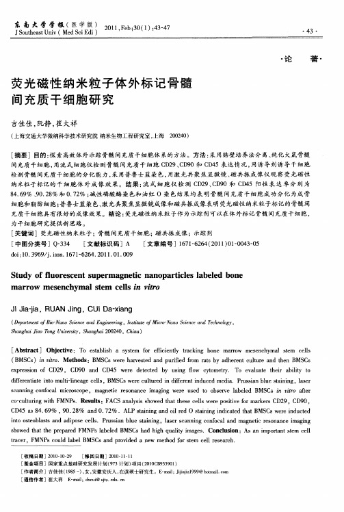 荧光磁性纳米粒子体外标记骨髓间充质干细胞研究