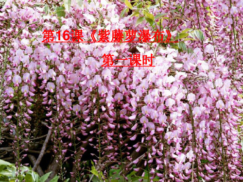 紫藤萝瀑布(第一课时)
