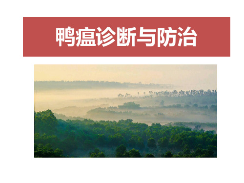 鸭瘟诊断与防治