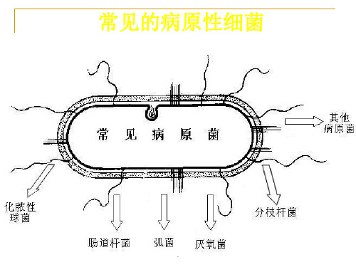 (推荐下载)病原性球菌PPT演示课件