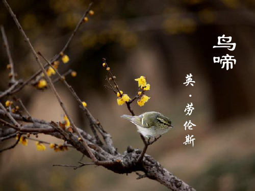 高一语文苏教版必修二第一专题鸟啼课件(共20页)