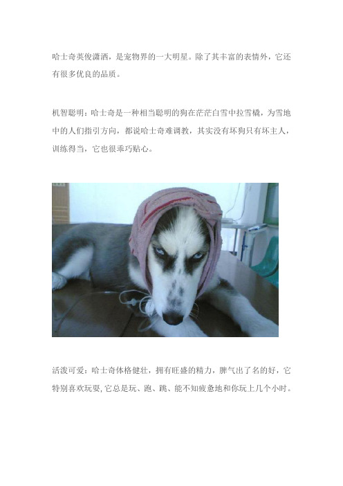关于哈士奇的性格你知道多少