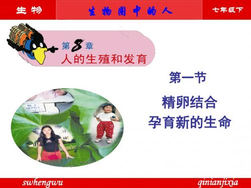 【初中生物】精卵结合孕育新的生命PPT课件2