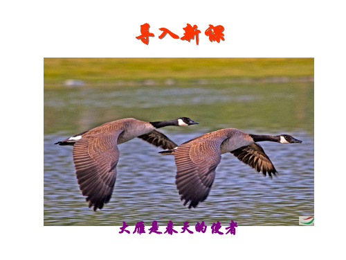 人教版语文八年级下册课件：14《 大雁归来》(共48张PPT)