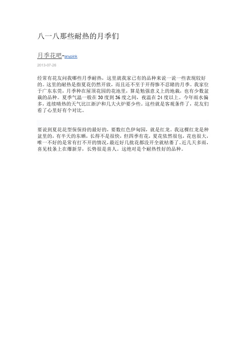 八一八那些耐热的月季们