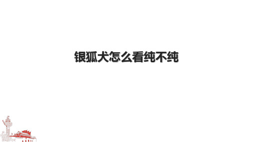银狐犬怎么看纯不纯