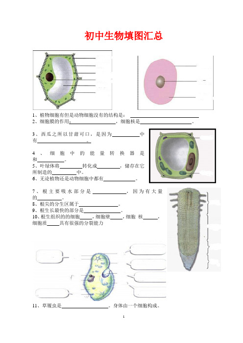 (完整)初中生物填图题及答案