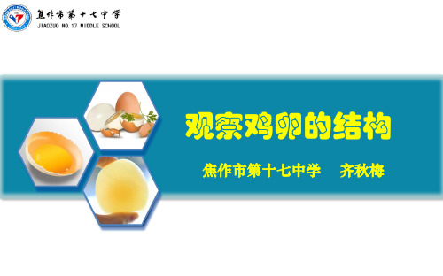 观察鸡卵结构实验创新