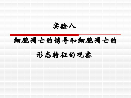 08实验八+细胞凋亡的诱导和细胞凋