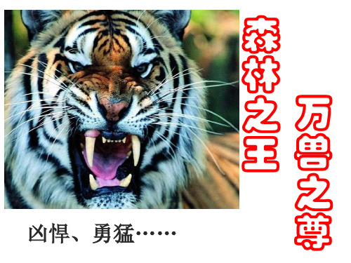 人教版七年级语文下册《六单元  阅读  28 .华南虎》研讨课件_23