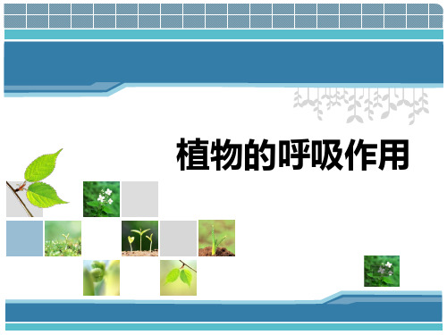 冀少儿课标版初中生物八年级上册第三单元 第四章第一节 呼吸作用(共24张PPT)