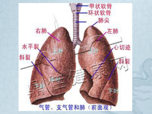 最新中医内科-课件-肺胀-文档