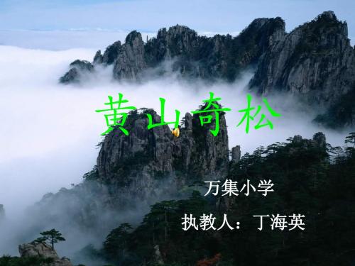 16黄山奇松