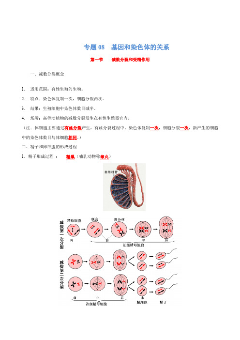 专题08 基因和染色体的关系-2021年高考生物一轮复习知识点梳理与归纳